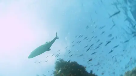 BBC - Great Barrier Reef (Repost)