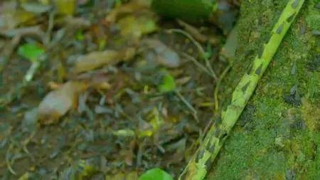 Animal Planet - Wild Costa Rica (2016)