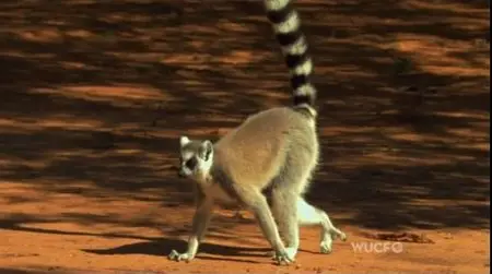 PBS - Nature: Love in the Animal Kingdom (2013)