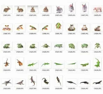 Animals raster