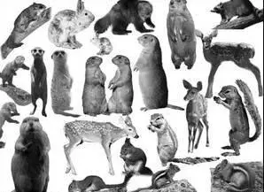 Cute-n-Furry Critters Brushes for Adobe Photoshop