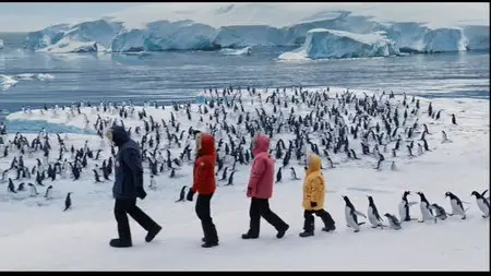 Mr. Popper's Penguins (2011)