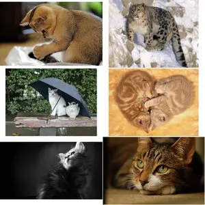 Wallpapers Cats. Set 19