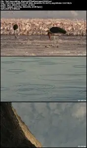 The Crimson Wing: Mystery of the Flamingos (2008)