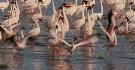 The Crimson Wing: Mystery of the Flamingos (2008)