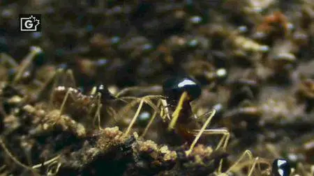 ORF - Termites - The Inner Sanctum (2011)