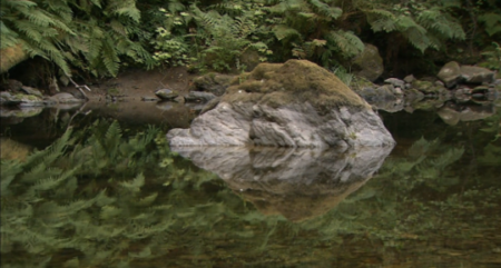 Living Landscapes - California Redwoods (2008)