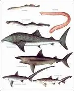 Longman illustrated animal encyclopedia - Fishes