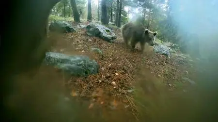 BBC - Animals with Cameras: Series 1 (2018)