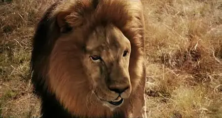 Magic Journey To Africa (2010)