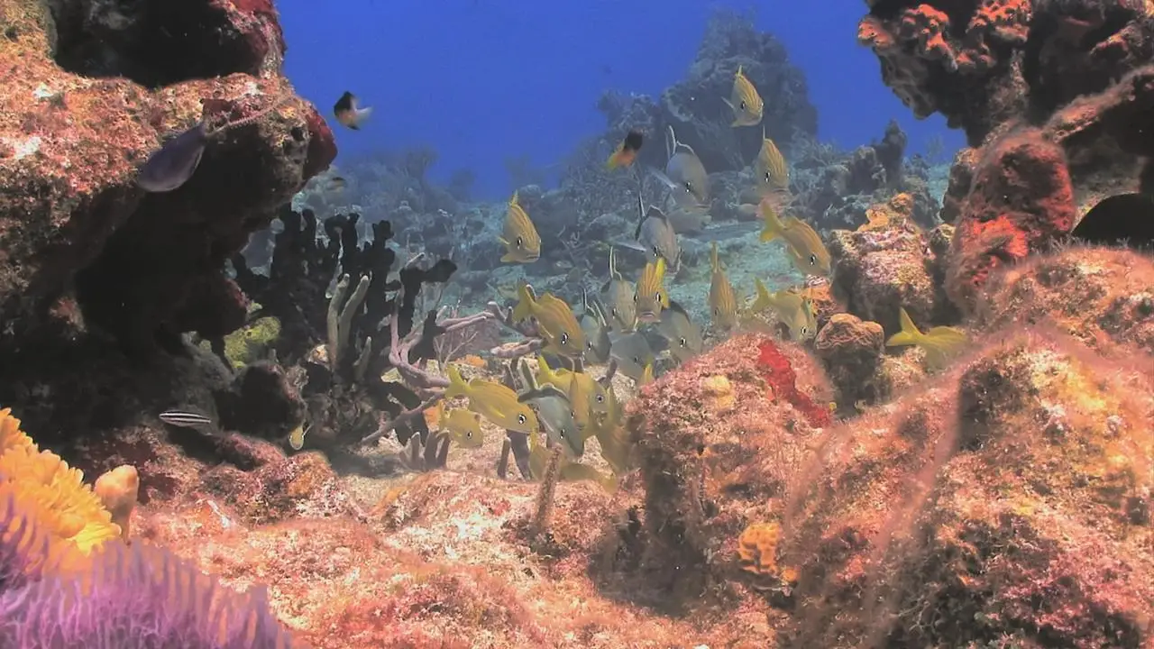 BluScenes: Underwater Cozumel (2010)