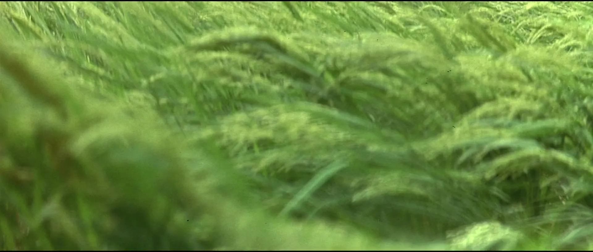 Heaven & Earth (1993)