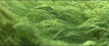 Heaven & Earth (1993)