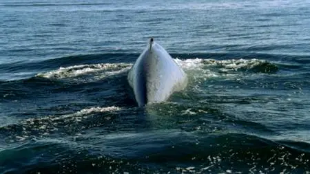 BBC - Ocean Giants (2011)