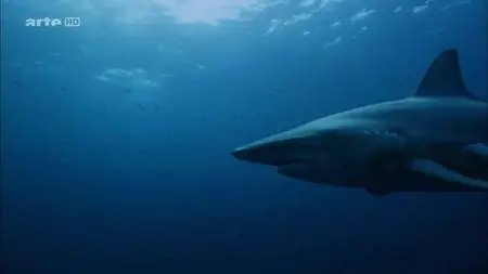 Dans le sillage des requins - Ep (04/04) - Au dela des apparences (2015)