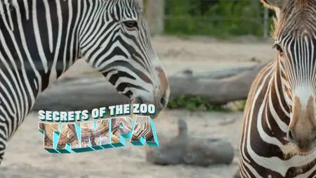 NG. - Secrets of the Zoo: Tampa - Stingray Stunner (2020)