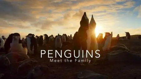 BBC - Penguins: Meet the Family (2020)