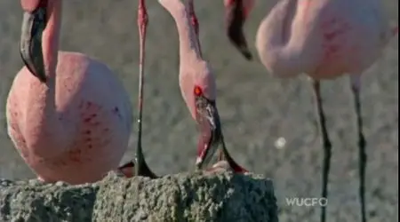PBS - Nature: Love in the Animal Kingdom (2013)