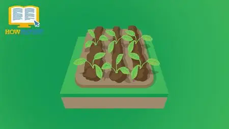 Backyard Herb Gardening