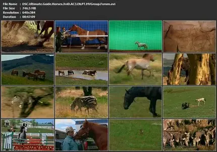 Discovery Channel – The Ultimate Guide Horses