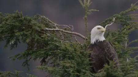 CuriosityStream TV - American Wildlife: Valley of 10,000 Smokes (2018)