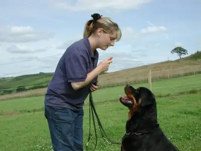 The Dog Father - Dog Training DVD Set (2 DVDs)