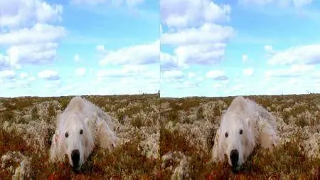 Polar Bears: A Summer Odyssey 3D (2012)