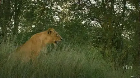 PBS - Nature S30E12 - White Lions (2012)