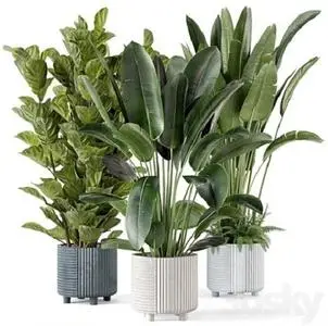 3DSky - Indoor Planters in Cecilia Ficonstone Pot  Set 409 3D Model