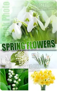 Spring Flowers - UHQ Stock Photo