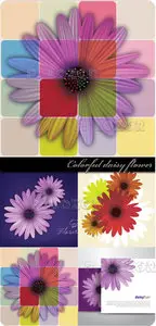 Colorful daisy flower