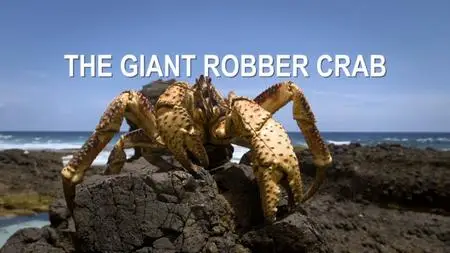 The Giant Robber Crab (2019)