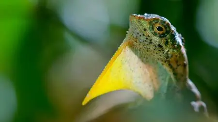 BBC - Earth's Tropical Islands: Borneo (2020)