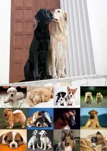 Cute Dogs Wallpapers