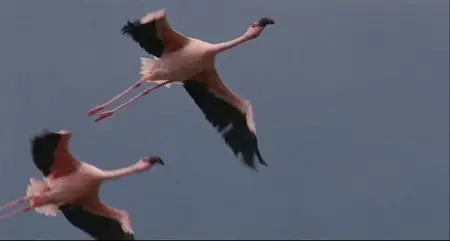 The Crimson Wing: Mystery of the Flamingos (2008)