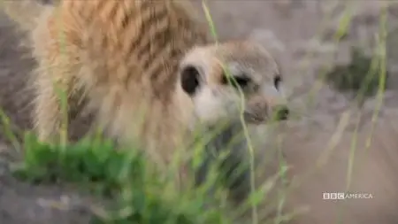 Meerkat Manor: Rise of the Dynasty S01E02