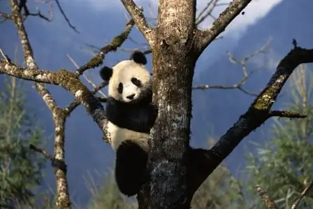 National Geographic - Save The Panda