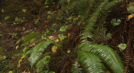 Living Landscapes - California Redwoods (2008)