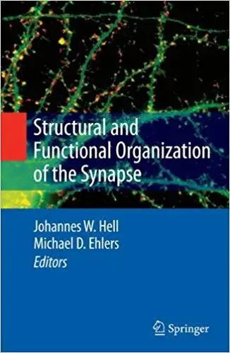 Structural and Functional Organization of the Synapse (Repost)