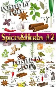 Spices and Herbs #2 - Stock Vector