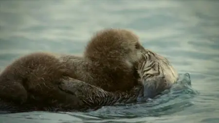 Discovery Channel - Life: First Steps (2018)