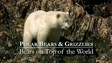 BBC - Natural World: Bears on Top of the World (2009)