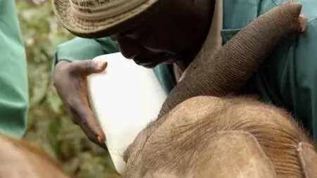 CBC The Nature Of Things - Jumbo: The Life Of An Elephant Superstar (2018)