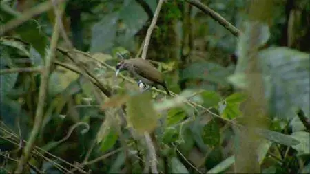 BBC Earth Natural World - Birds of Paradise (2010)