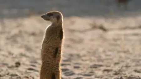 Meerkat Manor: Rise of the Dynasty S01E03