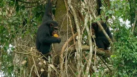 BBC - Animals with Cameras: Series 1 (2018)