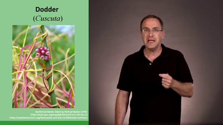 Coursera - What a Plant Knows (Tel Aviv University)