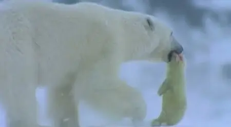 Discovery Channel - Face to Face with the Polar Bear (2005)
