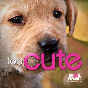 Too Cute! Rags to Riches (2014) in 4K