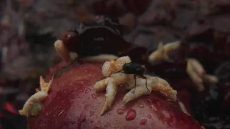 Channel Zero S03E03